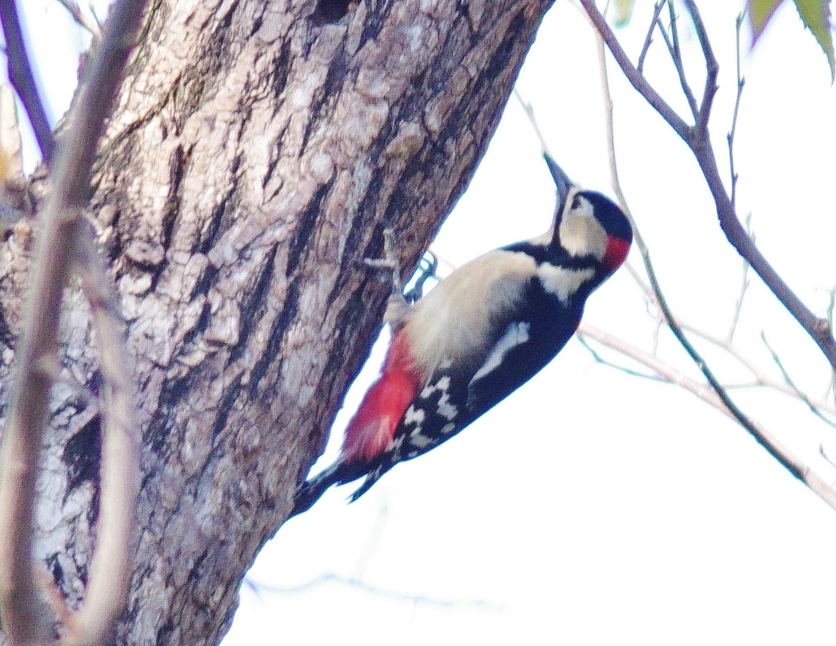 f:id:mune0001:20191129160041j:plain