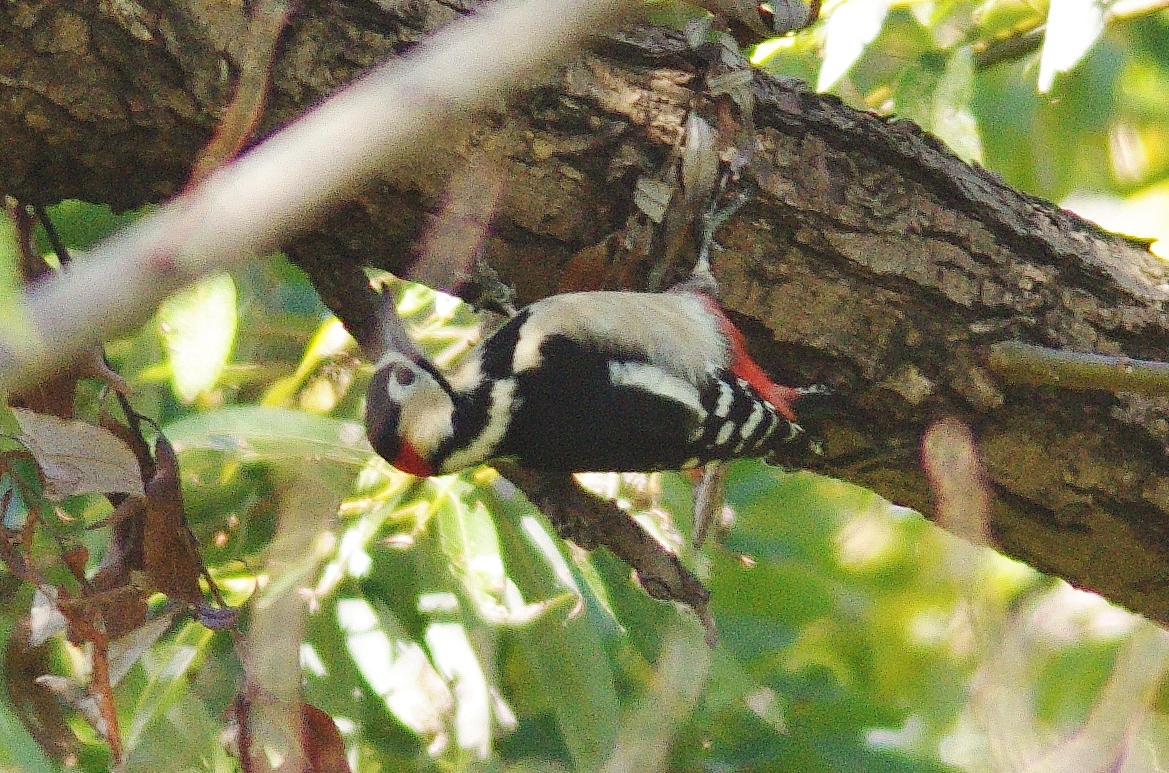 f:id:mune0001:20191129160105j:plain