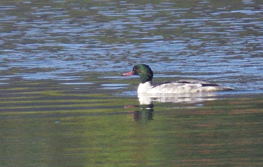 f:id:mune0001:20191129160203j:plain