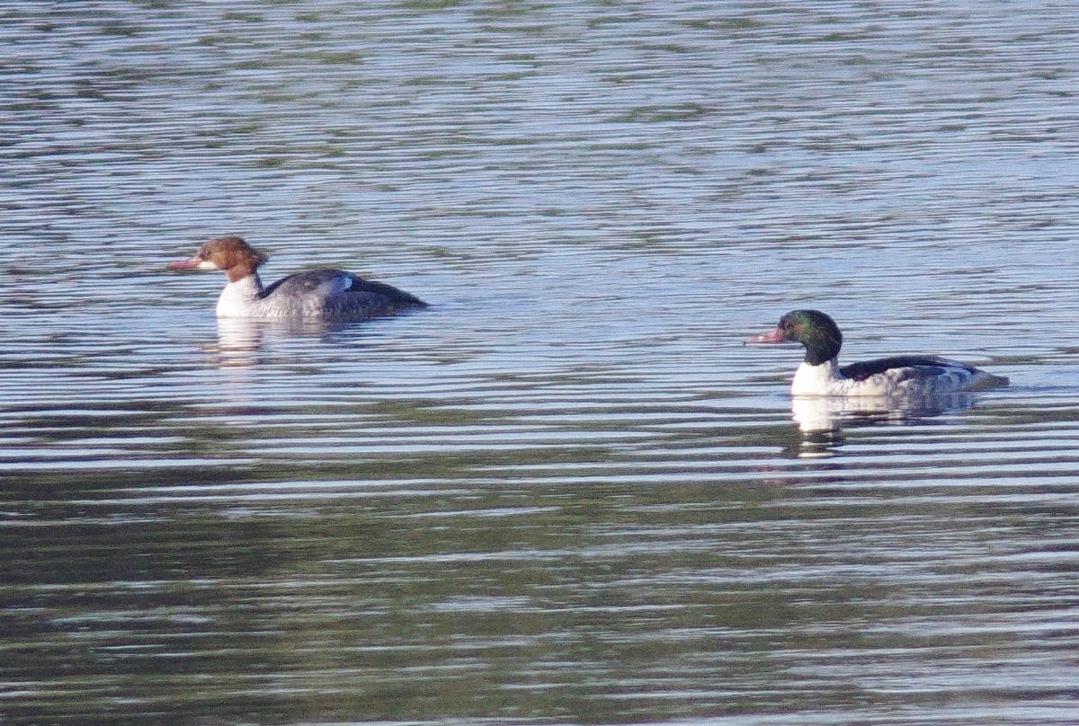 f:id:mune0001:20191129160218j:plain