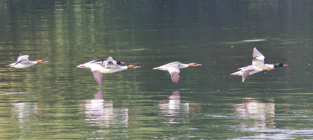 f:id:mune0001:20191129160240j:plain