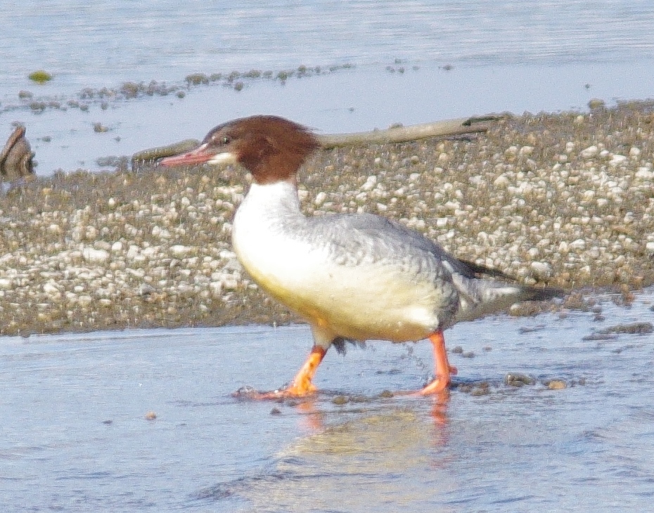 f:id:mune0001:20191129160305j:plain