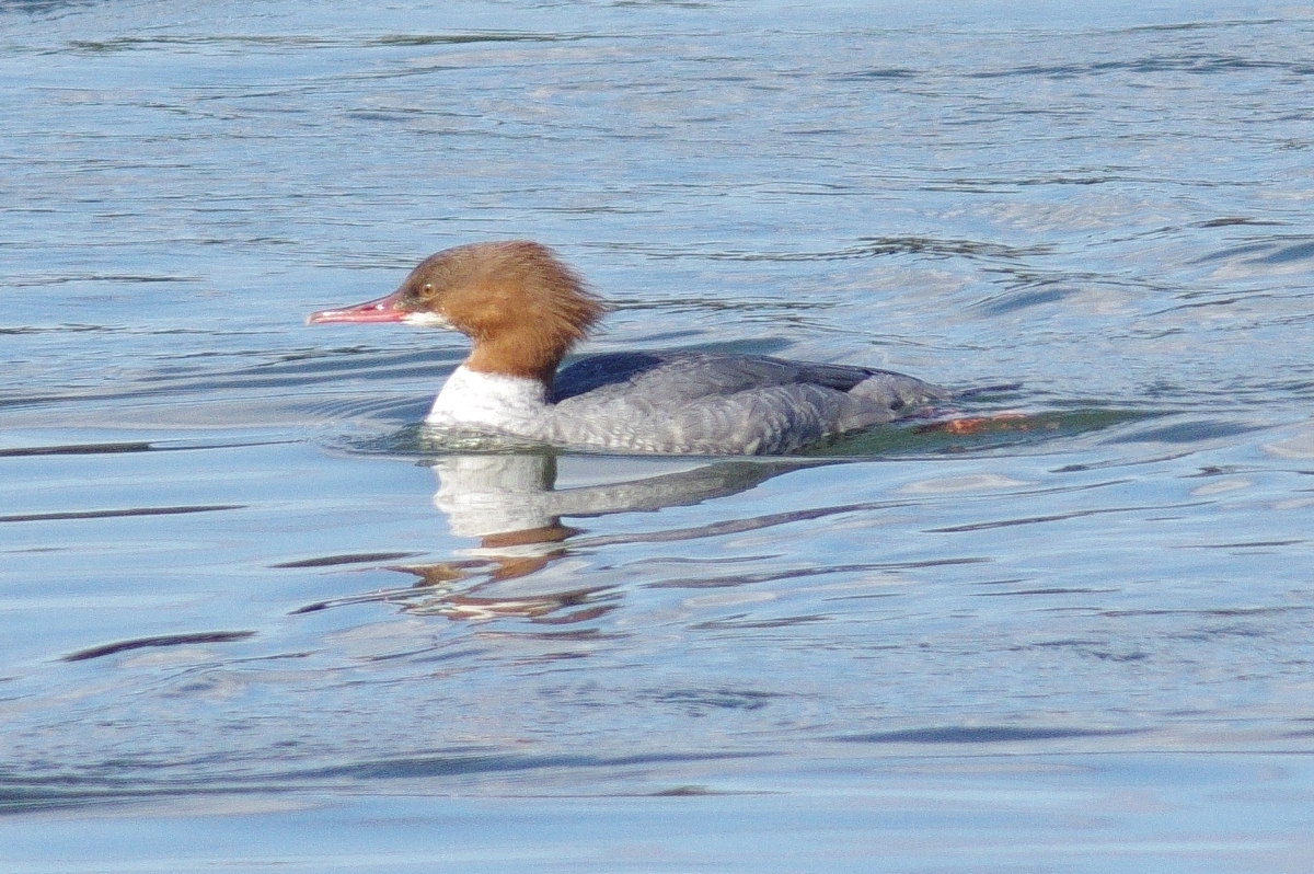 f:id:mune0001:20191129160320j:plain