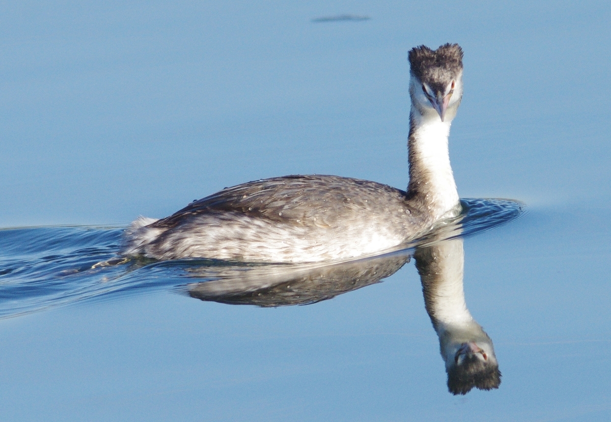 f:id:mune0001:20191129160423j:plain