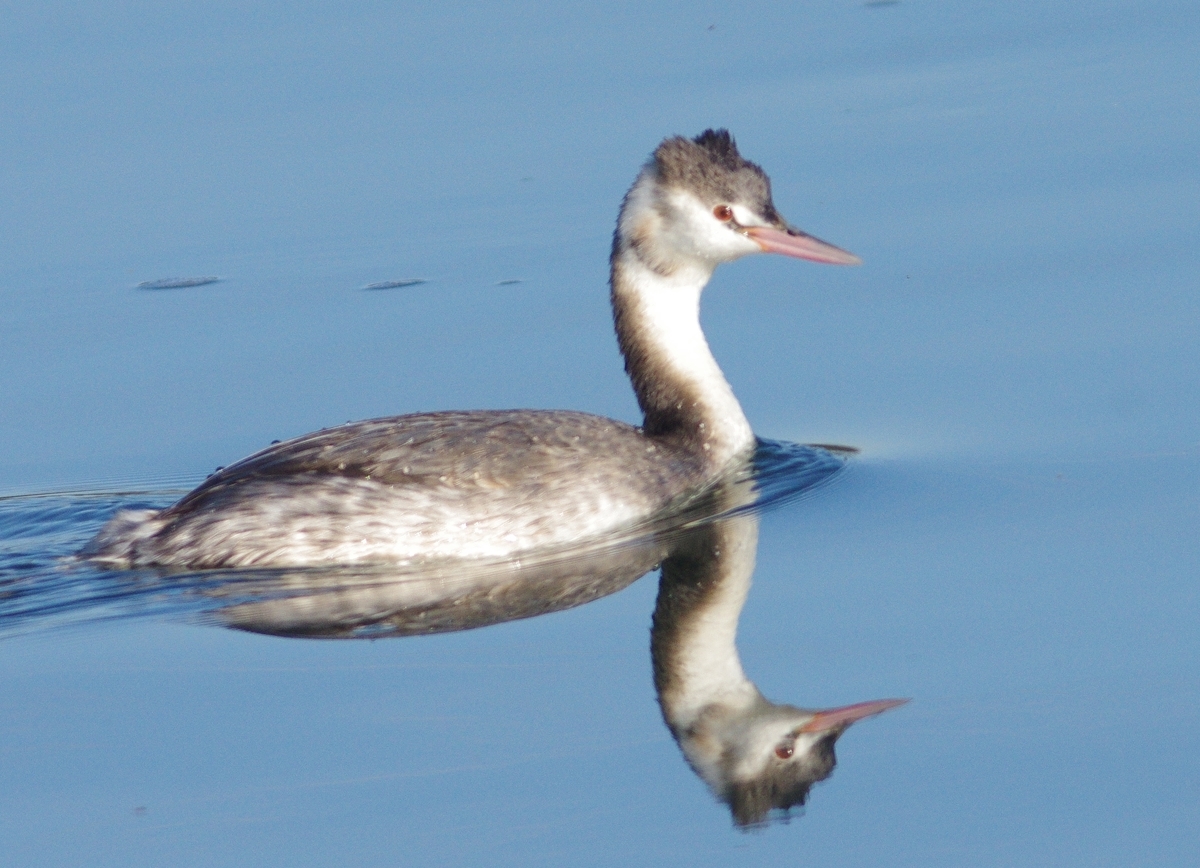 f:id:mune0001:20191129160442j:plain