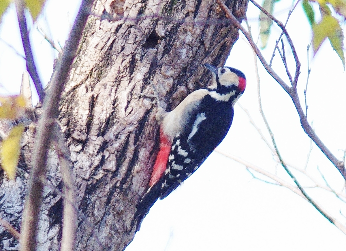 f:id:mune0001:20191129162830j:plain