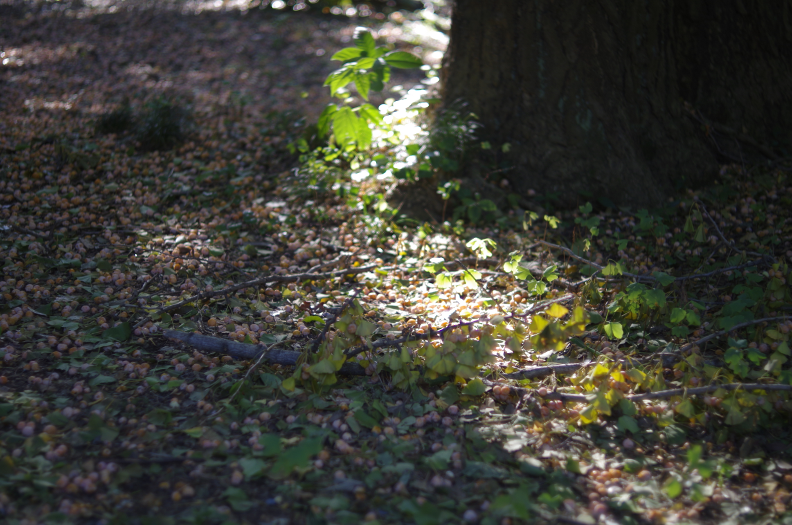 f:id:muneatsu:20141018221647p:image