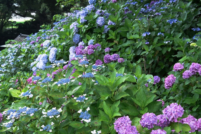 f:id:munehisa0721:20190820203338j:plain