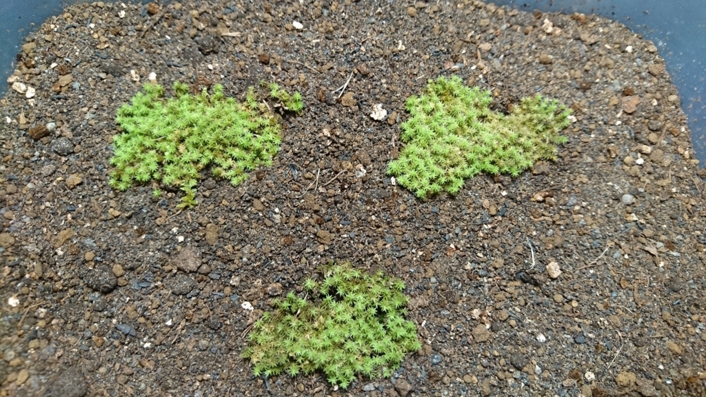 f:id:muneniku5656:20171219164833j:plain