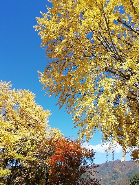 f:id:munhyan:20201126152434j:plain