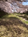 野川の桜花見