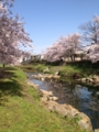 野川の桜花見