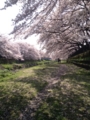 野川の桜花見