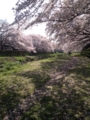 野川の桜花見