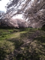 野川の桜花見