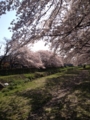 野川の桜花見