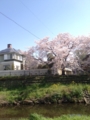 野川の桜花見