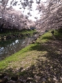 野川の桜花見