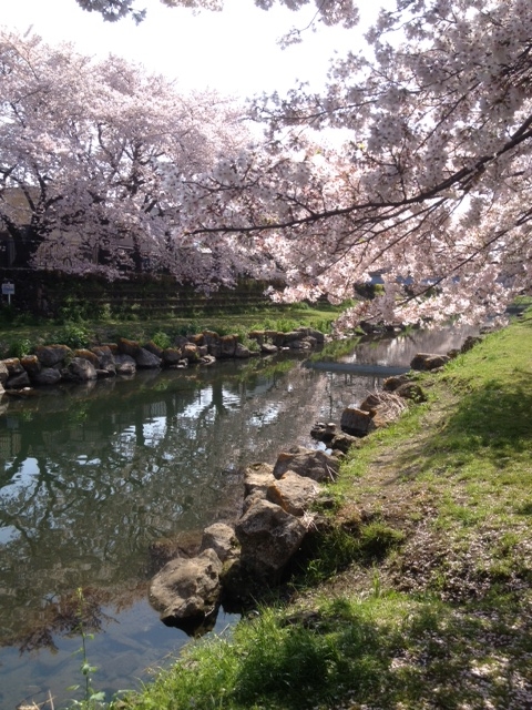 野川の桜花見