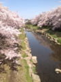 野川の桜花見