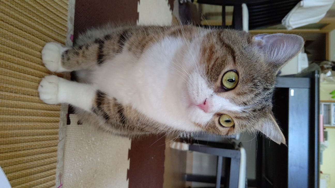 f:id:muntapom:20191005115313j:image