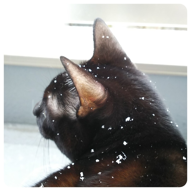 f:id:mupumukuu:20220106132414j:plain