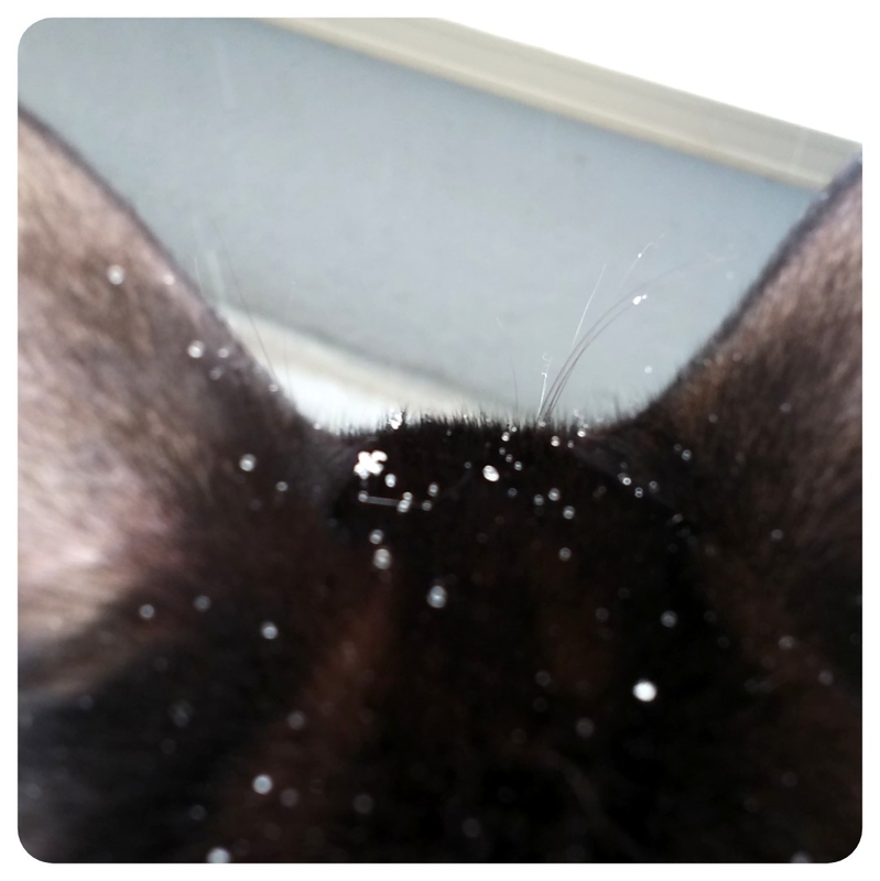 f:id:mupumukuu:20220106132420j:plain