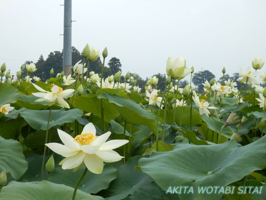 f:id:murabitosonoiti:20180820112430j:plain f:id:murabitosonoiti:20180820112430j:plain