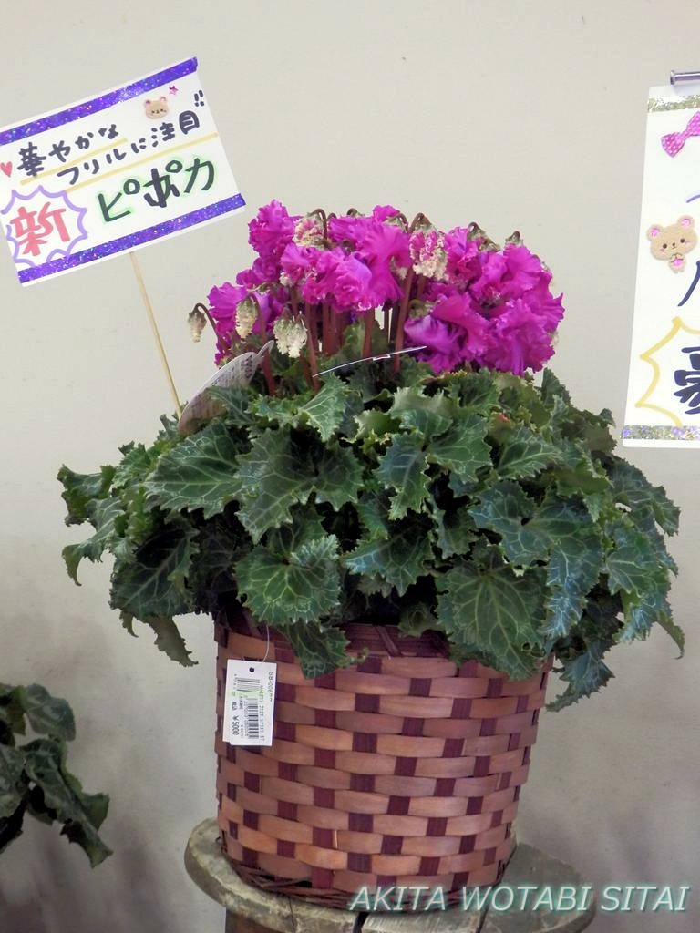 f:id:murabitosonoiti:20181130151909j:plain f:id:murabitosonoiti:20181130151909j:plain
