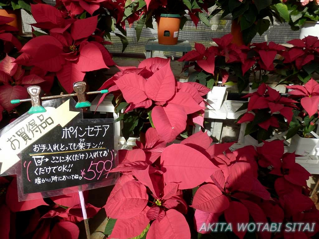 f:id:murabitosonoiti:20181130153837j:plain f:id:murabitosonoiti:20181130153837j:plain