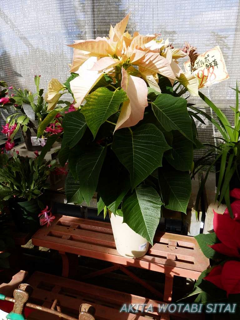 f:id:murabitosonoiti:20181130154006j:plain f:id:murabitosonoiti:20181130154006j:plain