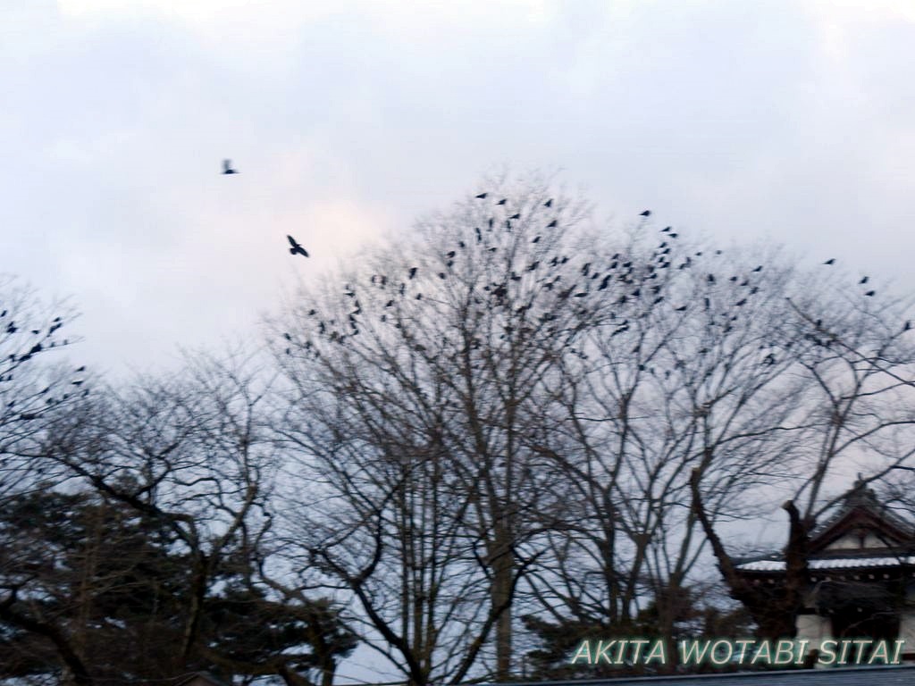 f:id:murabitosonoiti:20190201155323j:plain