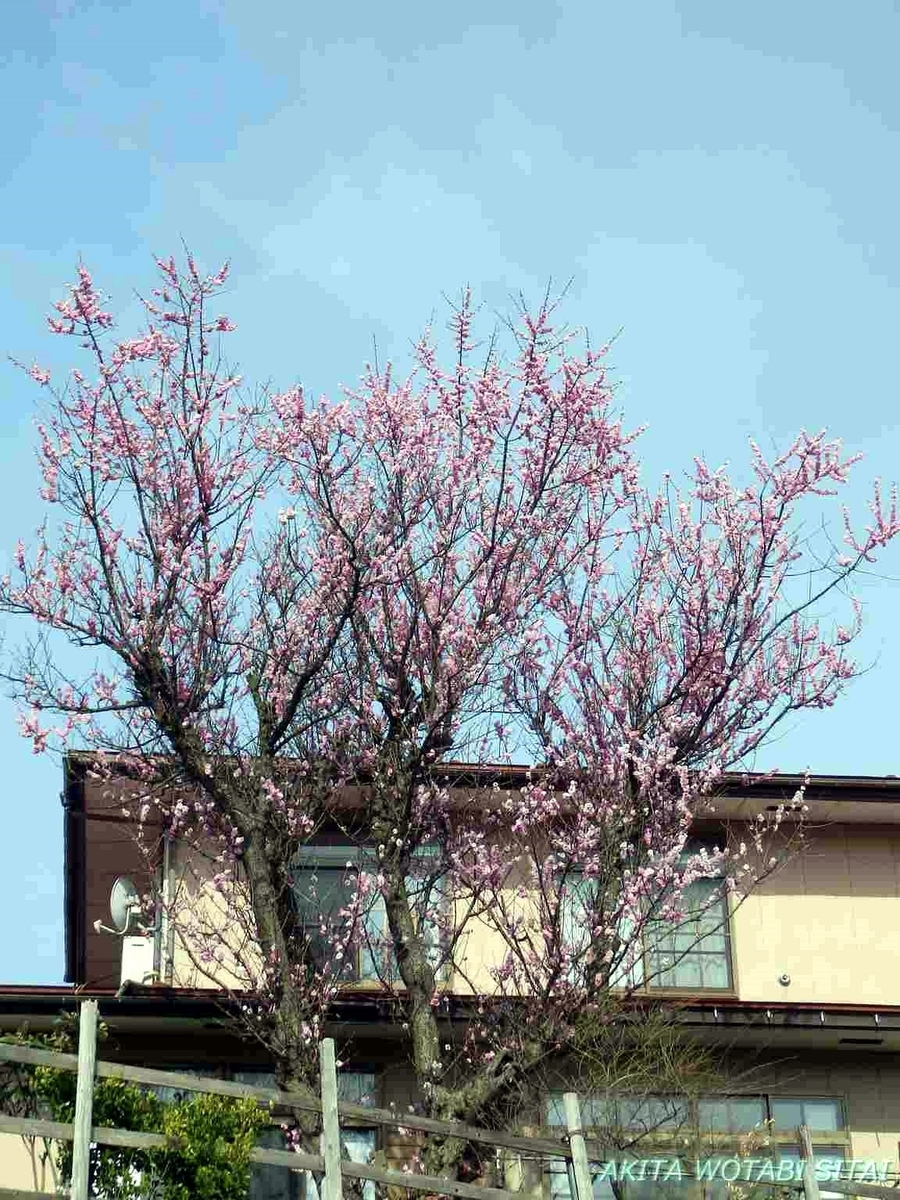 f:id:murabitosonoiti:20190417105104j:plain