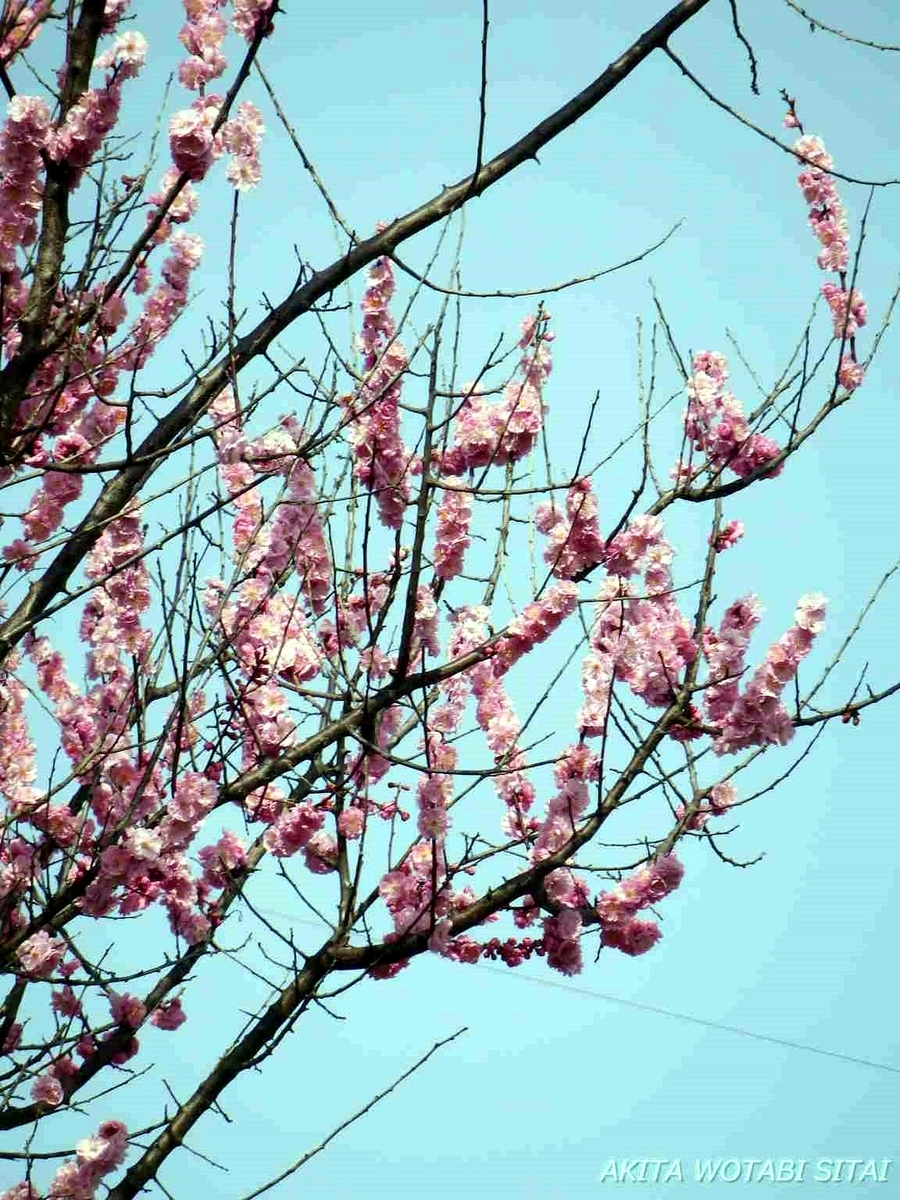f:id:murabitosonoiti:20190417105200j:plain