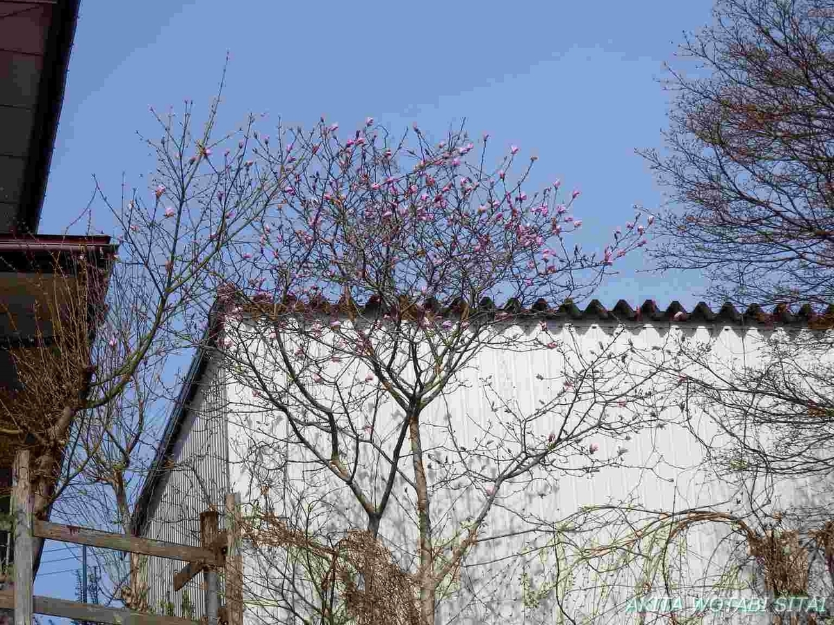 f:id:murabitosonoiti:20190417105244j:plain