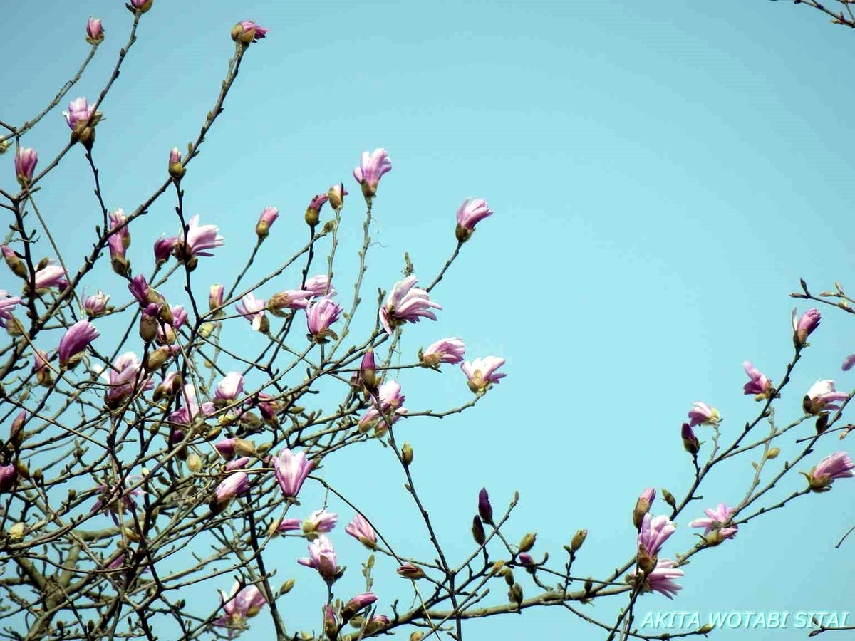 f:id:murabitosonoiti:20190417105301j:plain