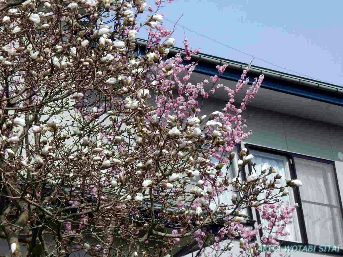 f:id:murabitosonoiti:20190417105651j:plain