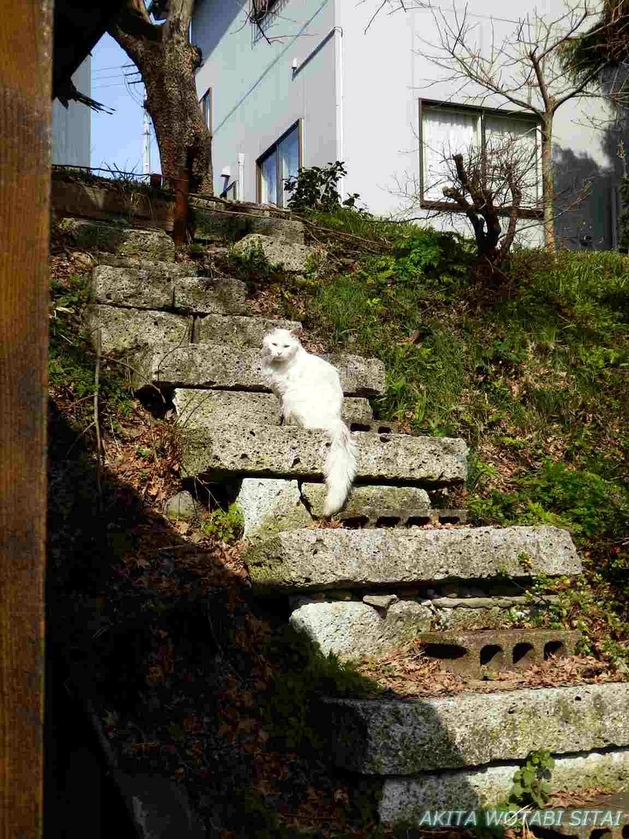 f:id:murabitosonoiti:20190417111254j:plain