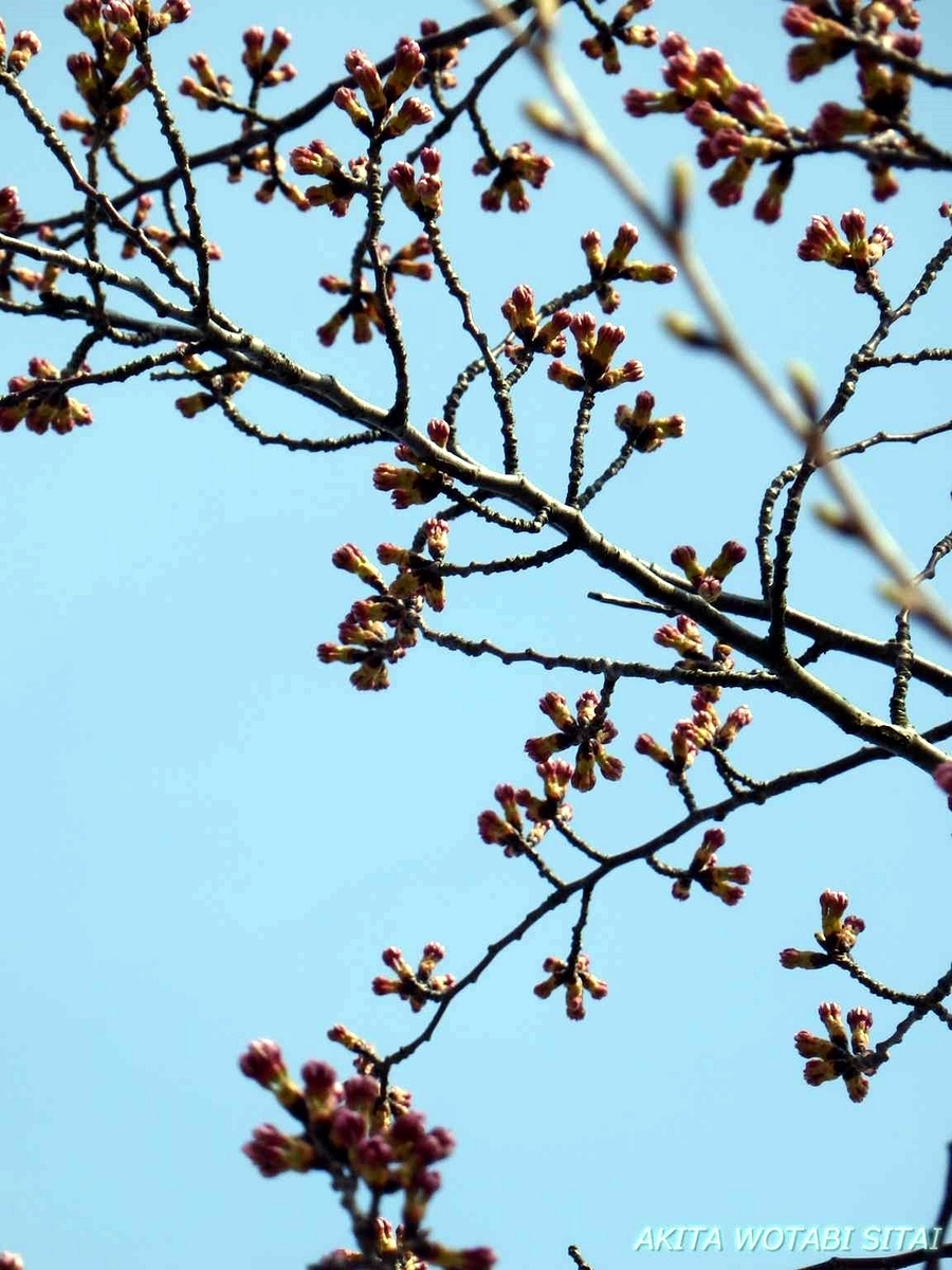 f:id:murabitosonoiti:20190417113927j:plain