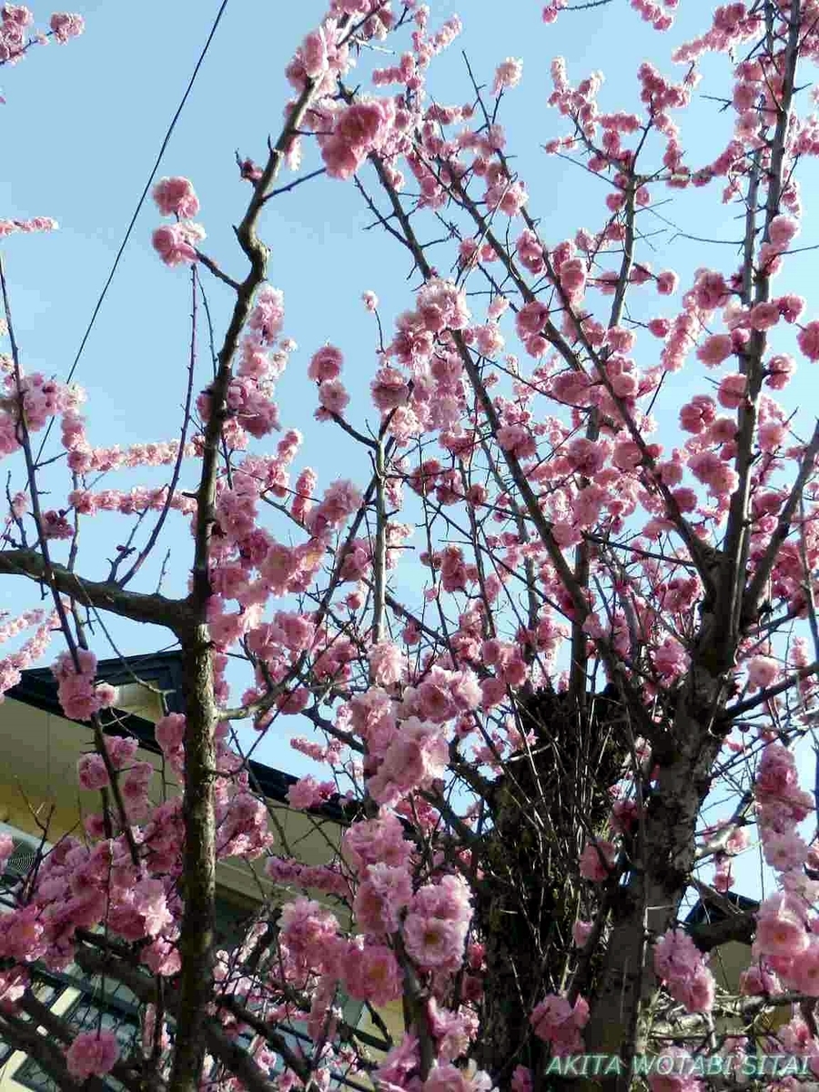 f:id:murabitosonoiti:20190417114341j:plain