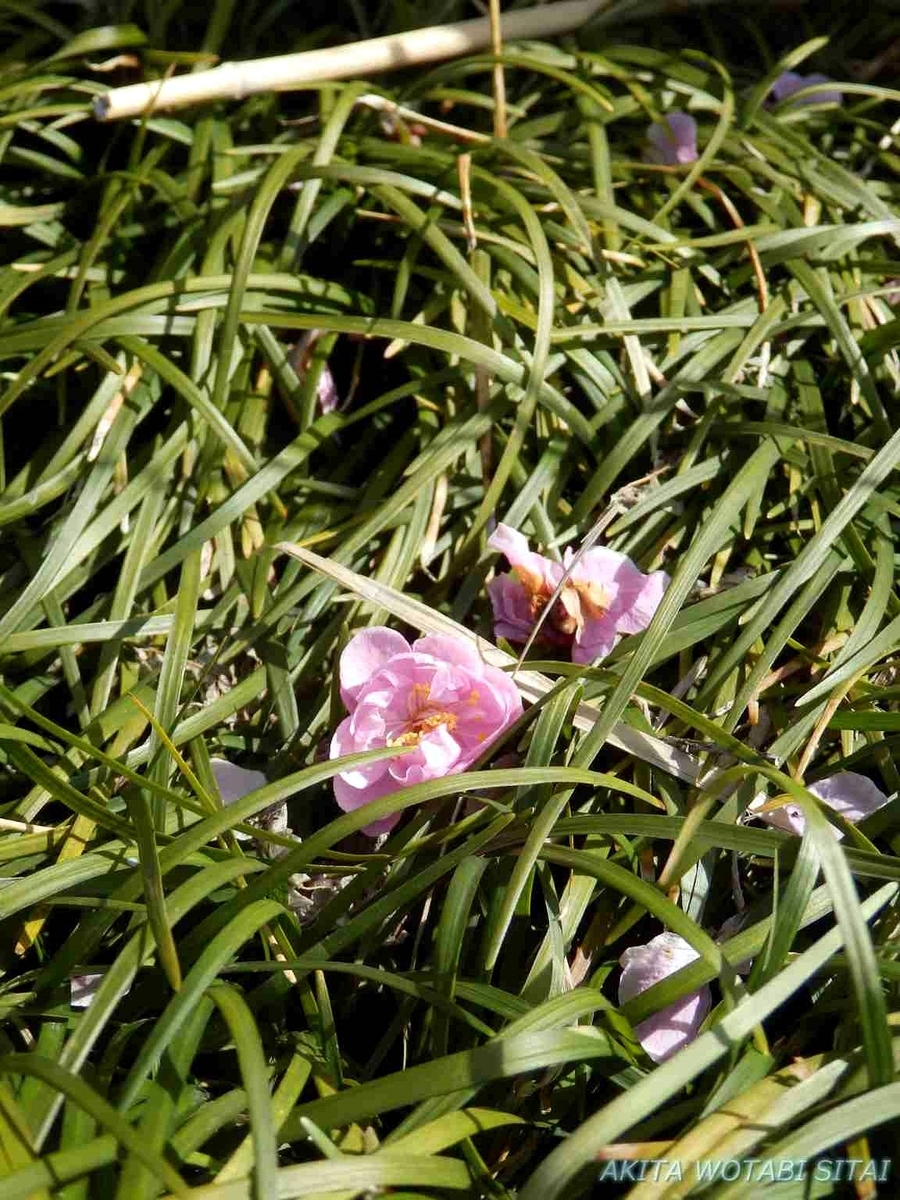 f:id:murabitosonoiti:20190417114523j:plain