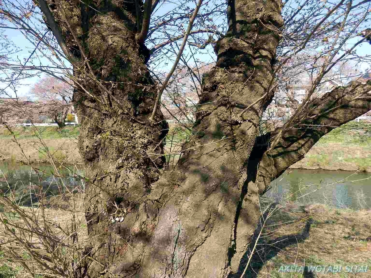 f:id:murabitosonoiti:20190418123204j:plain f:id:murabitosonoiti:20190418123204j:plain