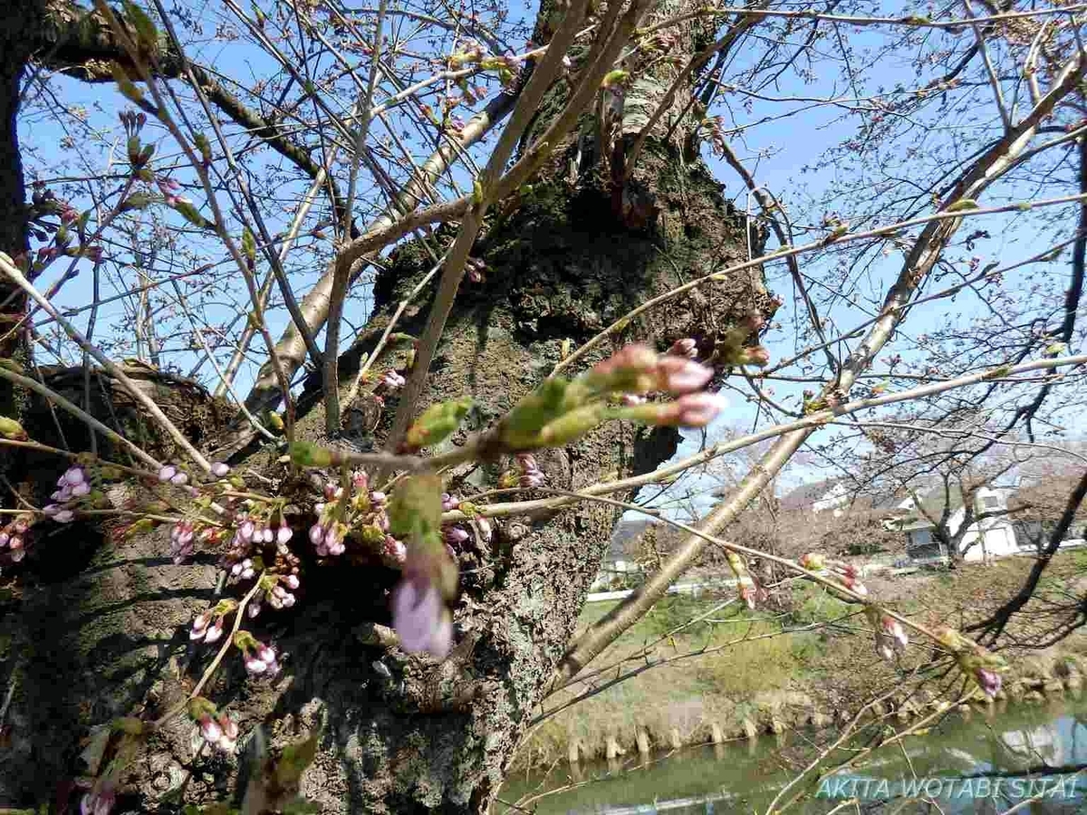 f:id:murabitosonoiti:20190418123436j:plain f:id:murabitosonoiti:20190418123436j:plain