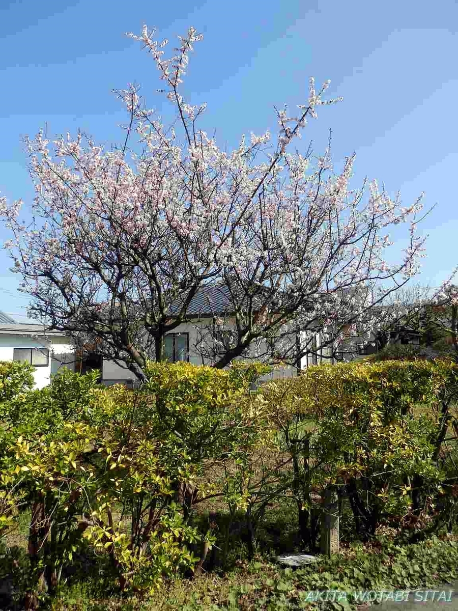 f:id:murabitosonoiti:20190418124431j:plain f:id:murabitosonoiti:20190418124431j:plain