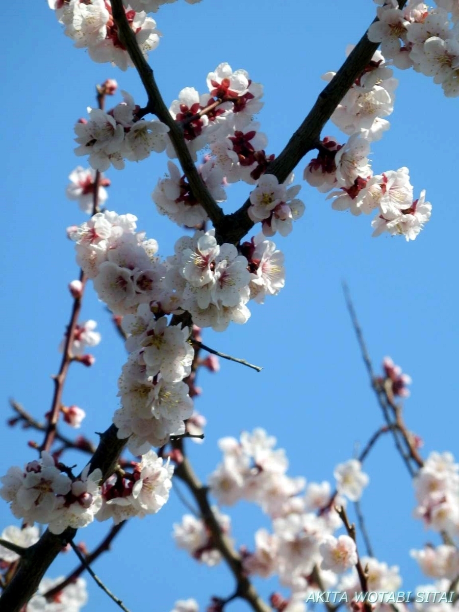 f:id:murabitosonoiti:20190418124500j:plain