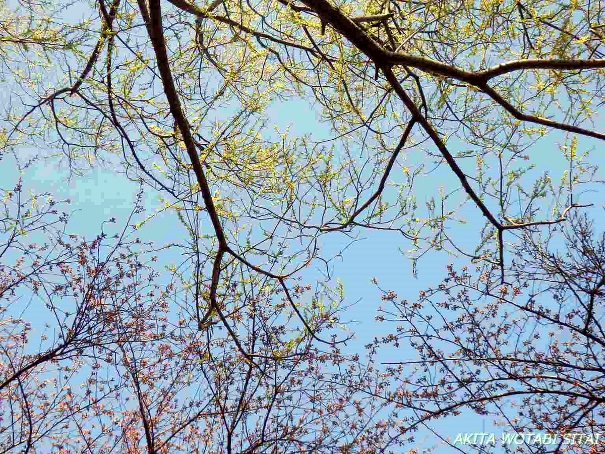 f:id:murabitosonoiti:20190418125457j:plain f:id:murabitosonoiti:20190418125457j:plain