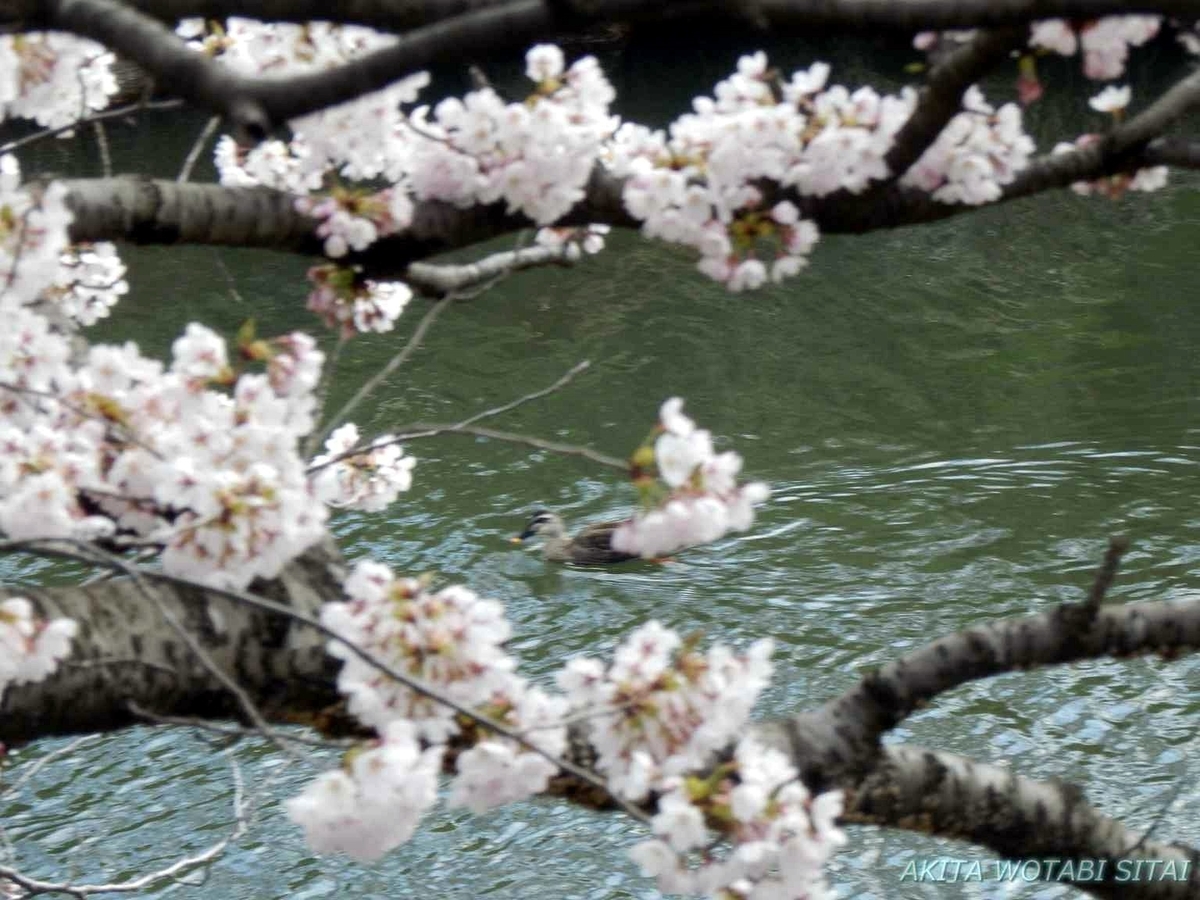 f:id:murabitosonoiti:20190421000910j:plain f:id:murabitosonoiti:20190421000910j:plain