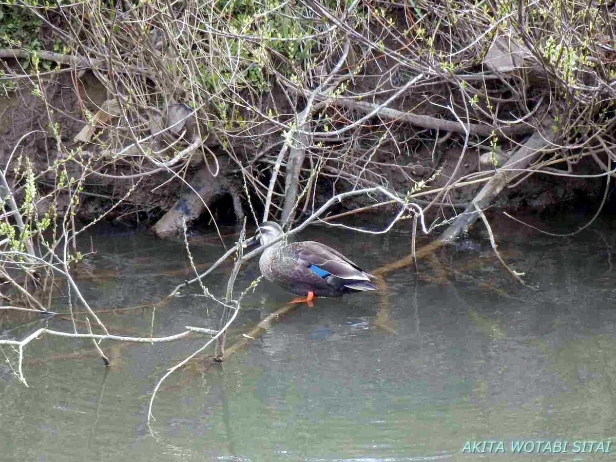 f:id:murabitosonoiti:20190421001120j:plain f:id:murabitosonoiti:20190421001120j:plain