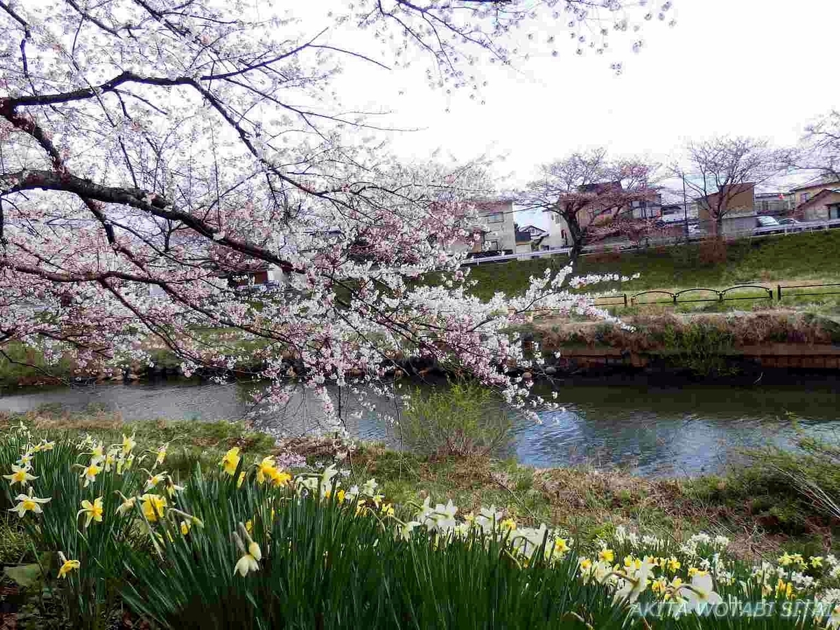 f:id:murabitosonoiti:20190421001228j:plain f:id:murabitosonoiti:20190421001228j:plain