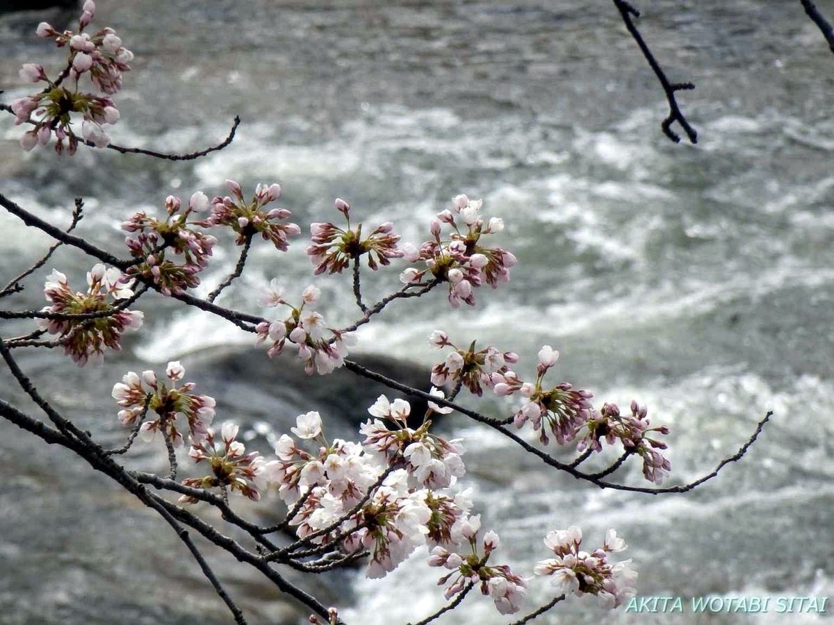 f:id:murabitosonoiti:20190421001752j:plain f:id:murabitosonoiti:20190421001752j:plain